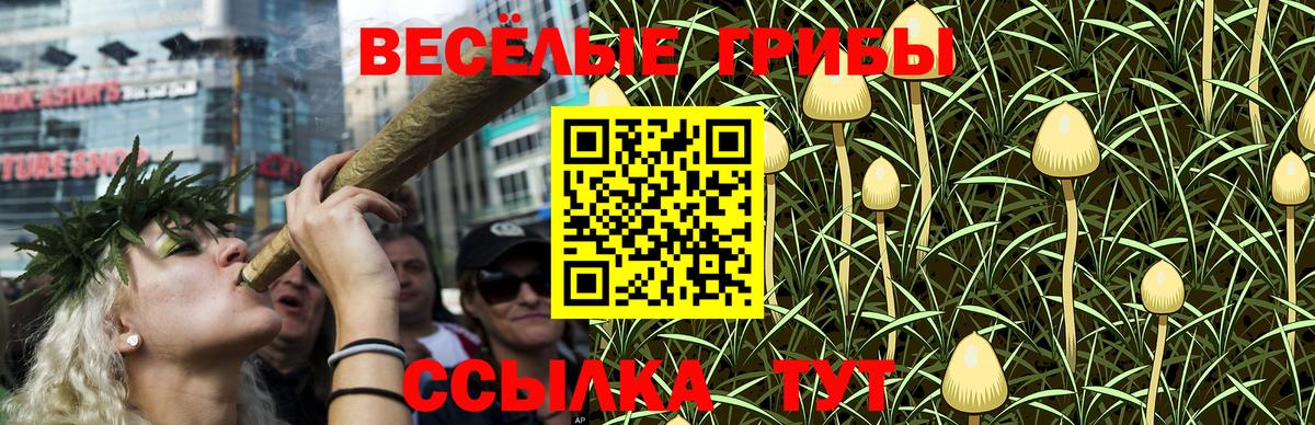 Псилоцибиновые грибы Psilocybine cubensis Ахтубинск